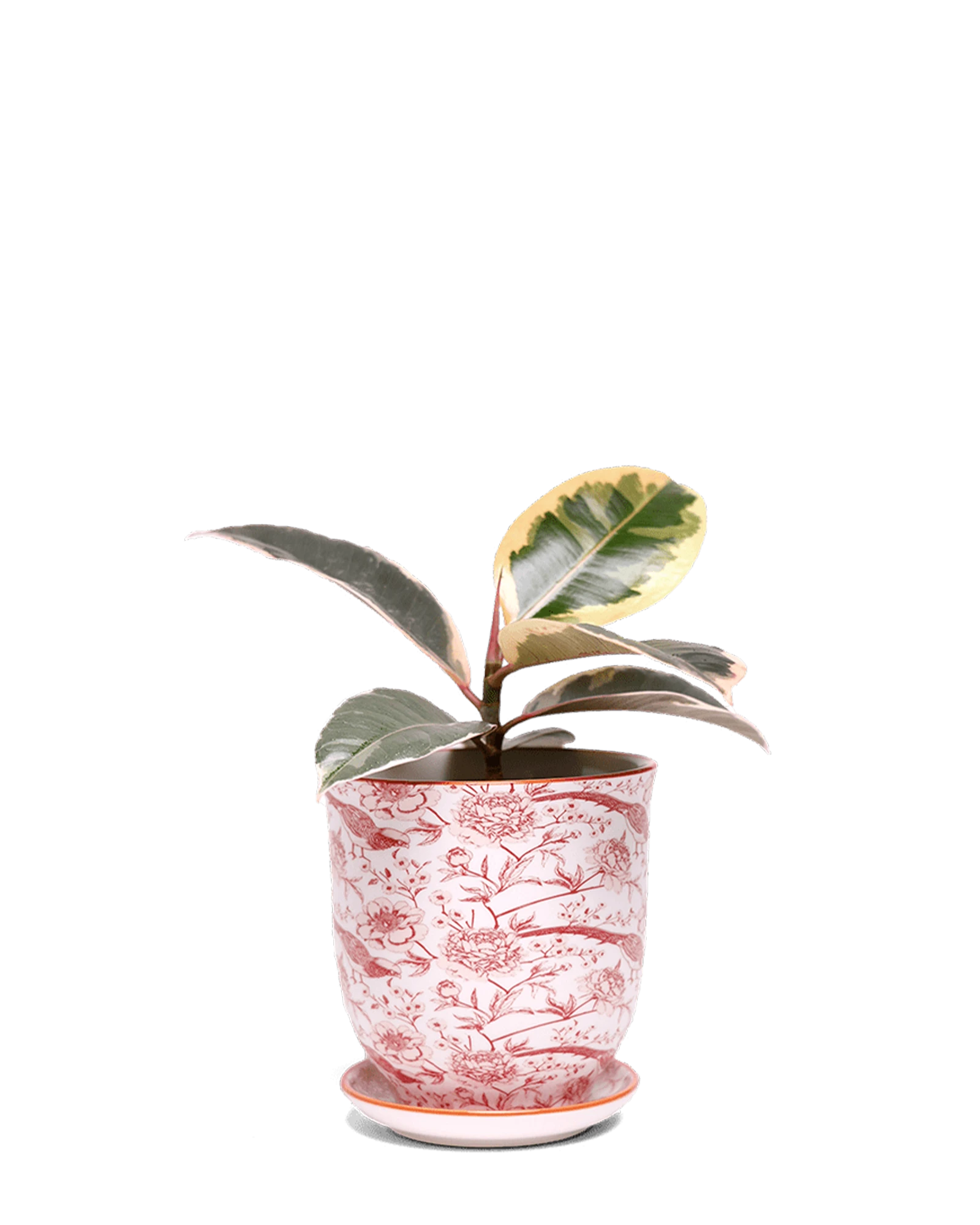 Chive Liberte medium red pheasant porcelain pot with drainage and saucer styled with a plant.