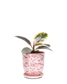 Chive Liberte small red pheasant porcelain pot with drainage and saucer styled with a peperomia plant.
