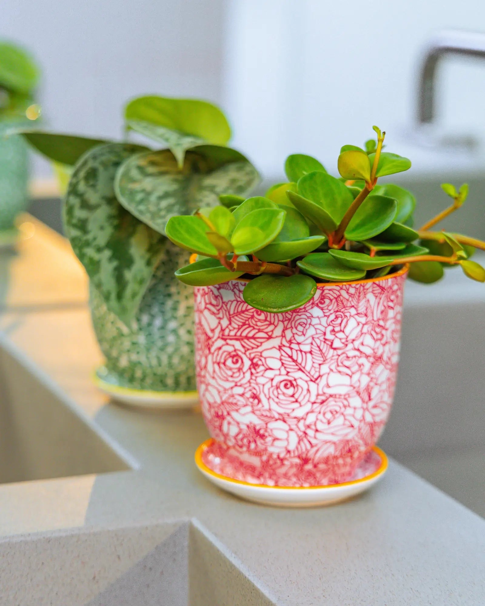 Chive Liberté planters in red roses and green leaves patterns, styled with a jade plant and peperomia on a kitchen counter.