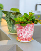 Chive Liberté planters in red roses and green leaves patterns, styled with a jade plant and peperomia on a kitchen counter.
