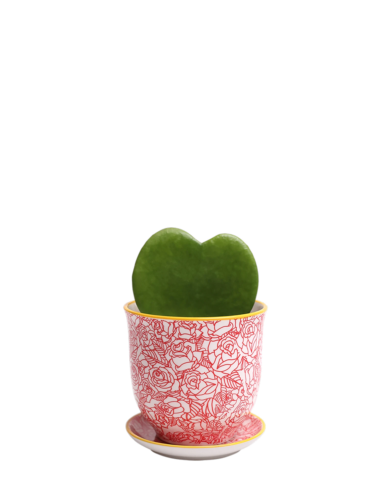 Chive Liberte medium red roses porcelain pot with drainage and saucer styled with a hoya kerrii plant.