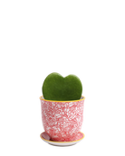 Chive Liberte medium red roses porcelain pot with drainage and saucer styled with a hoya kerrii plant.