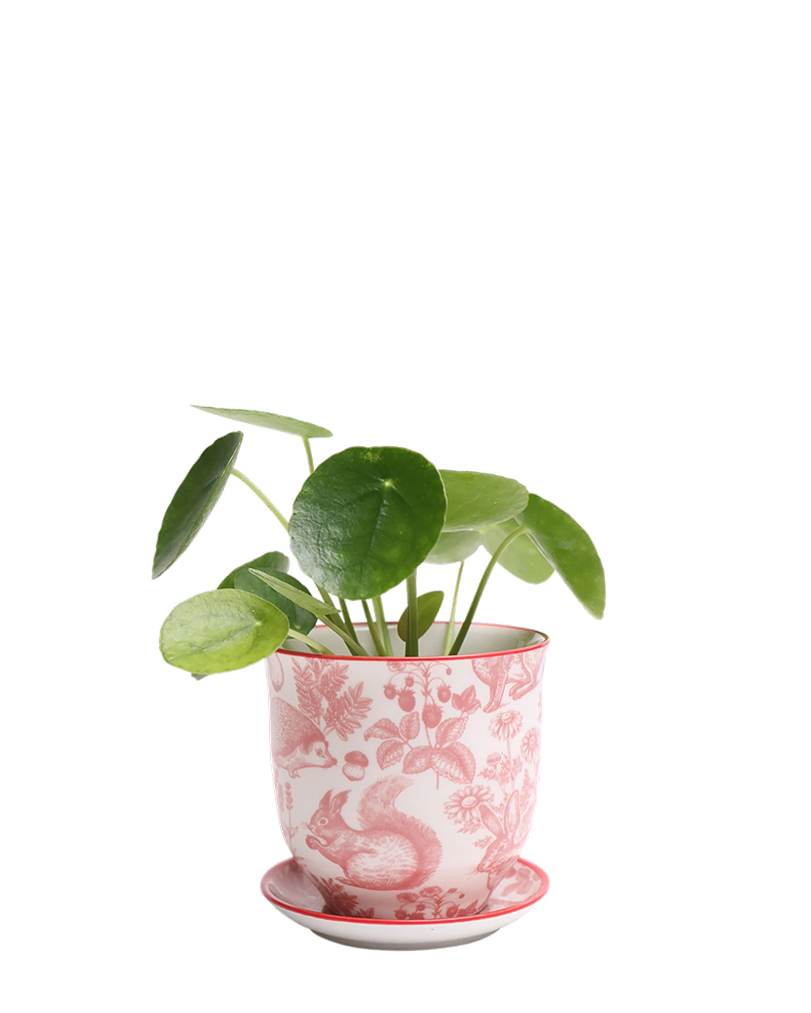 Chive Liberte small red squirrels porcelain pot with drainage and saucer styled with a plant.