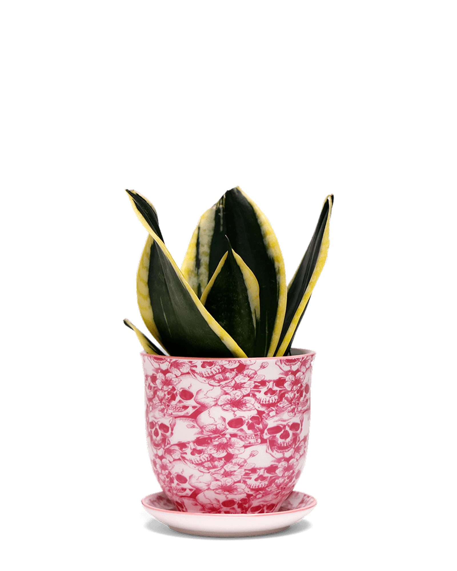 Chive Liberte medium skull porcelain pot with drainage and saucer styled with a snake plant.