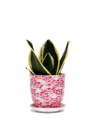 Chive Liberte medium skull porcelain pot with drainage and saucer styled with a snake plant.