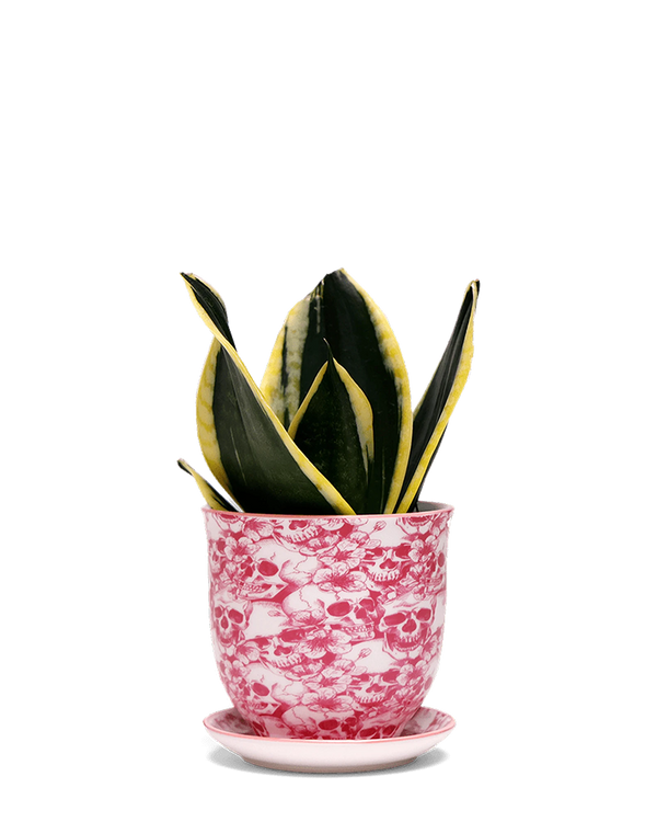 Liberte Medium 4.25" Porcelain Plant Pot