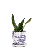 Chive Liberte medium stag porcelain pot with drainage and saucer styled with a snake plant.
