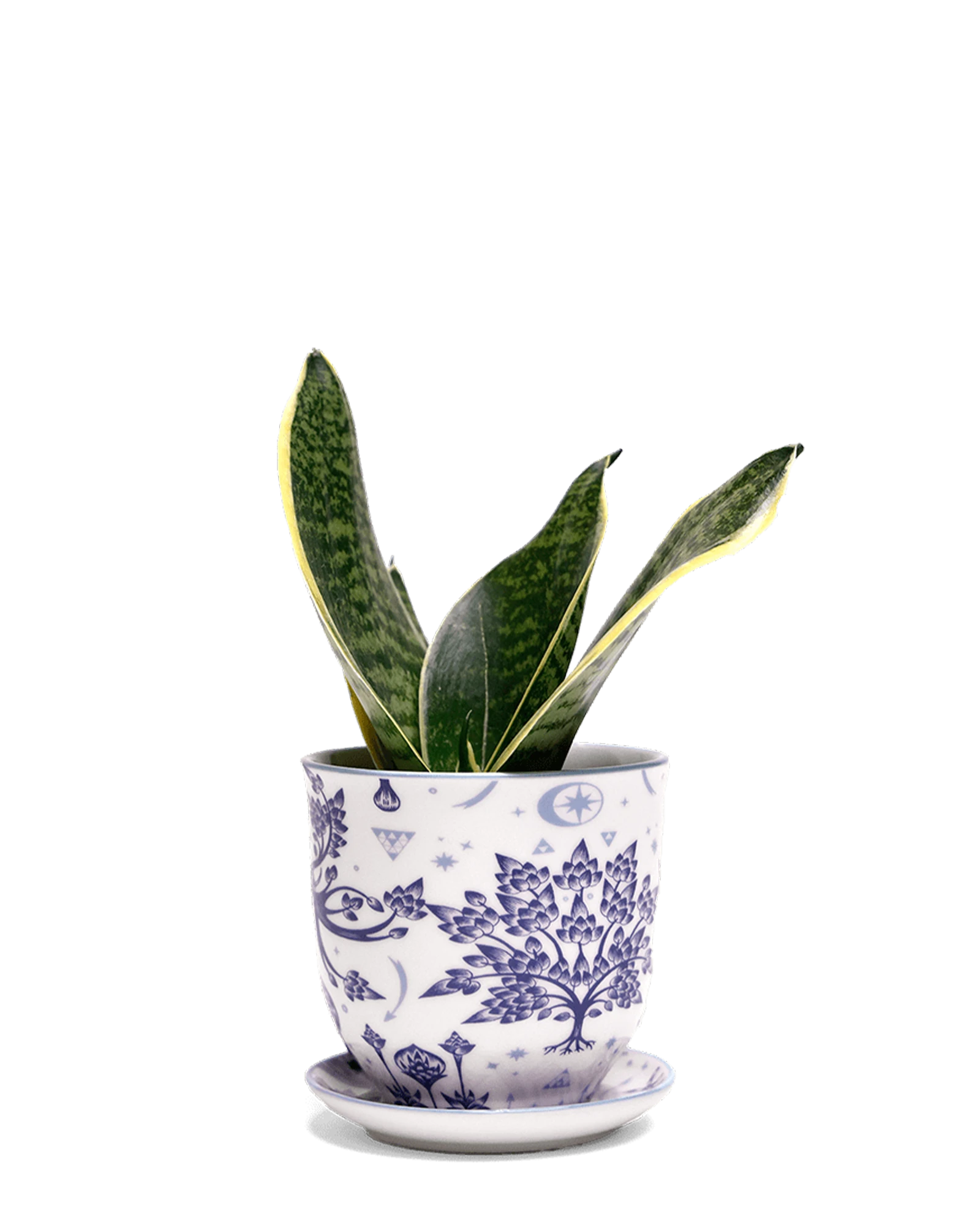 Chive Liberte small stag porcelain pot with drainage and saucer styled with a snake plant.