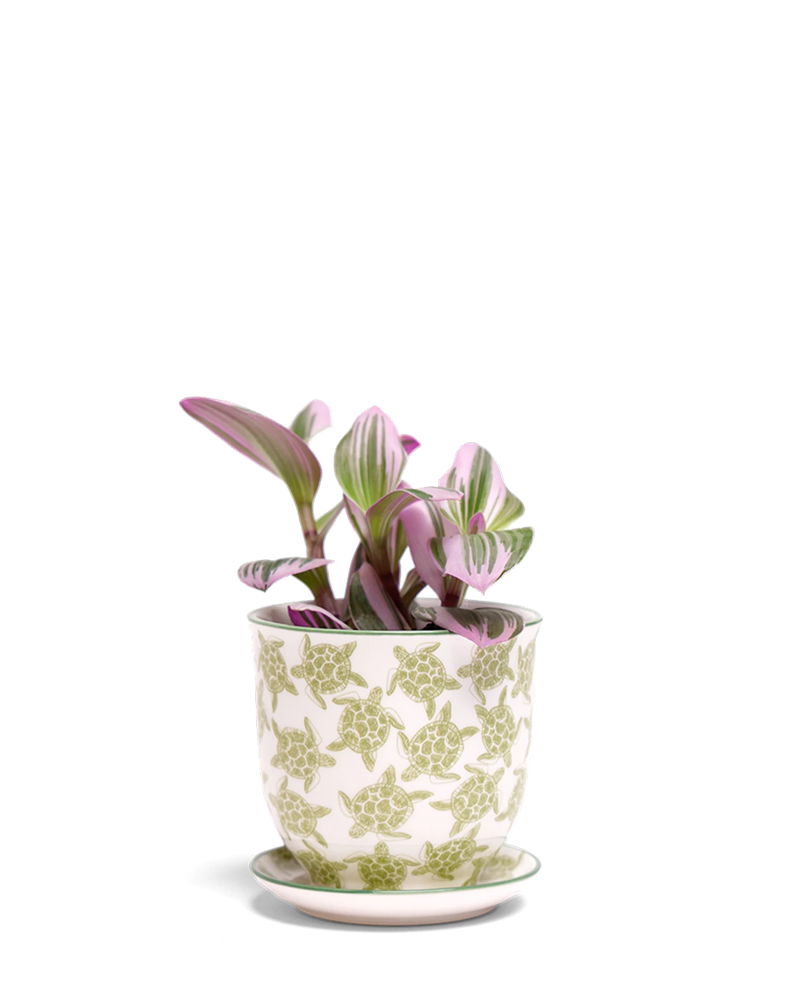 Chive Liberte small turtles porcelain pot with drainage and saucer styled with a plant.