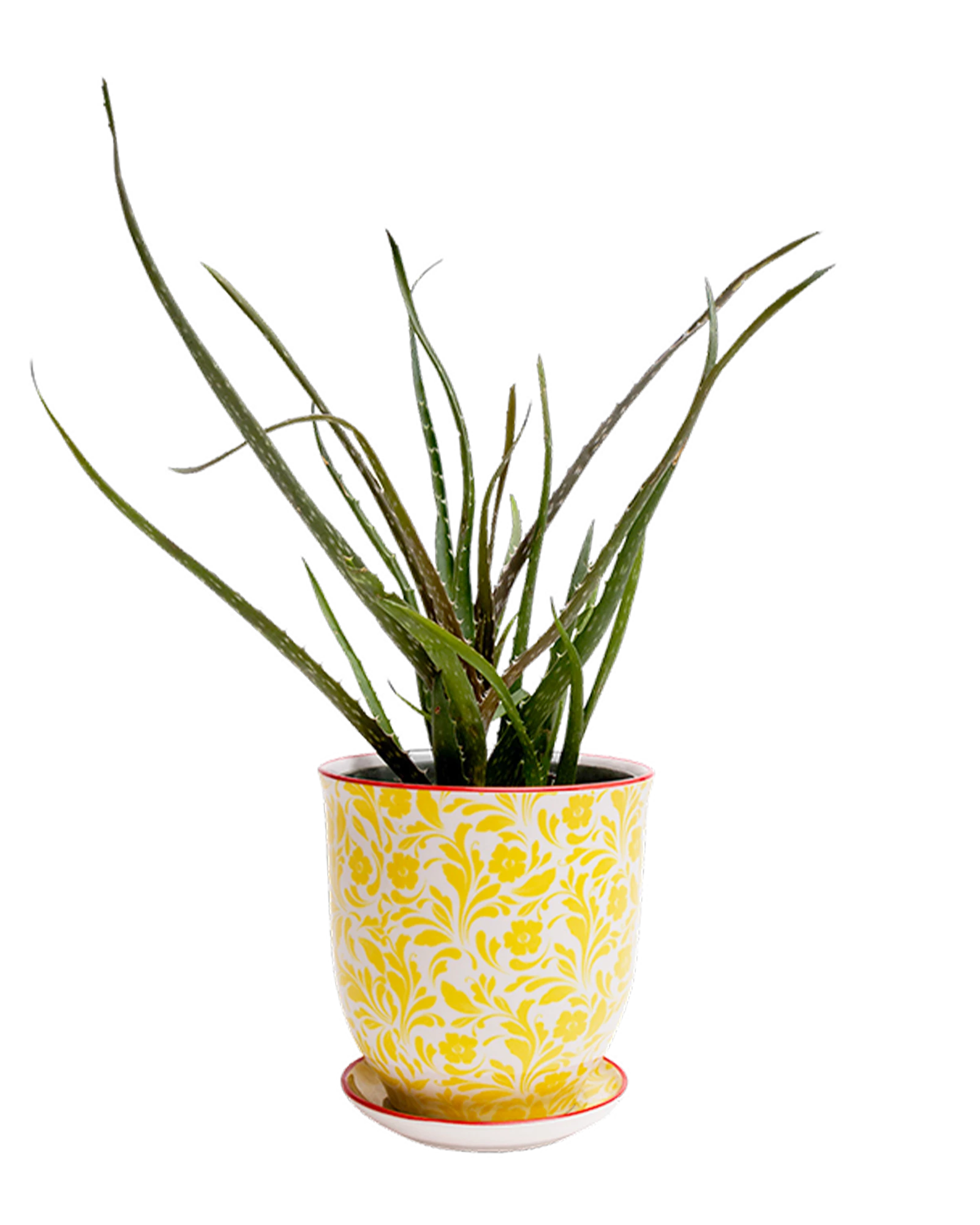 Chive Liberte small yellow flowers porcelain pot with drainage and saucer styled with a plant.