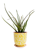 Chive Liberte small yellow flowers porcelain pot with drainage and saucer styled with a plant.
