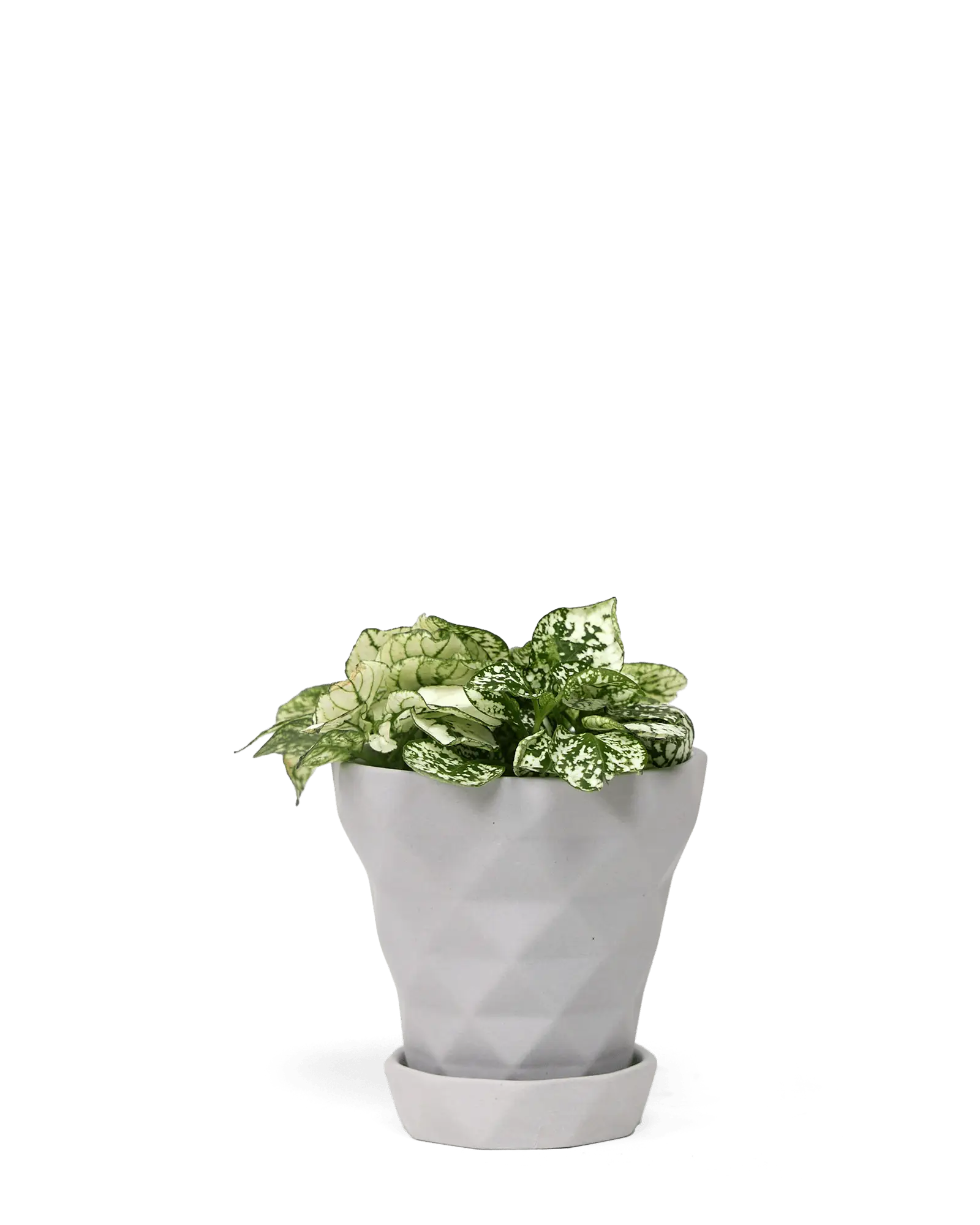 Chive Diamond light grey geometric faceted ceramic small planter holding a polka dot plant.