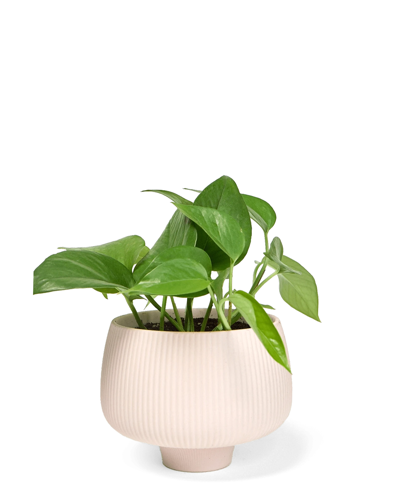 Chive Lilo pink blush porcelain large planter styled with a plant.