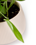 Close-up of the matte finish and ribbed texture on a Chive Lilo pink blush porcelain large plant pot.