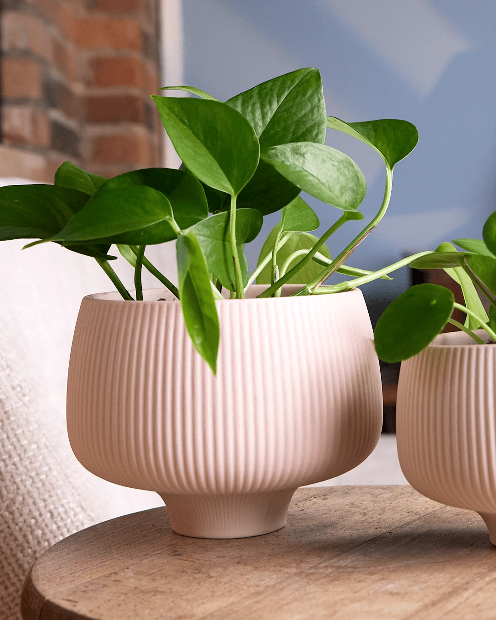 Two Chive Lilo pink blush porcelain planters in large and small styled with plants on a wood table in a bright room.
