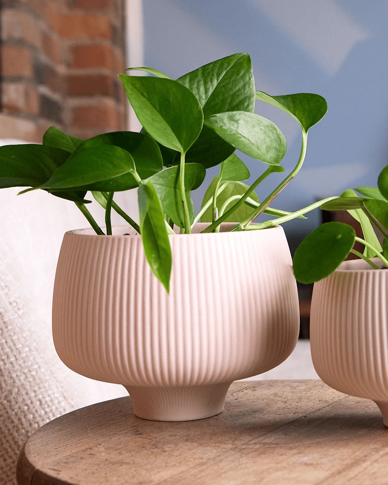 Two Chive Lilo pink blush textured porcelain small planters styled with plants on a wood table indoor.