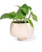 Chive Lilo pink blush textured porcelain small planter styled with a plant.
