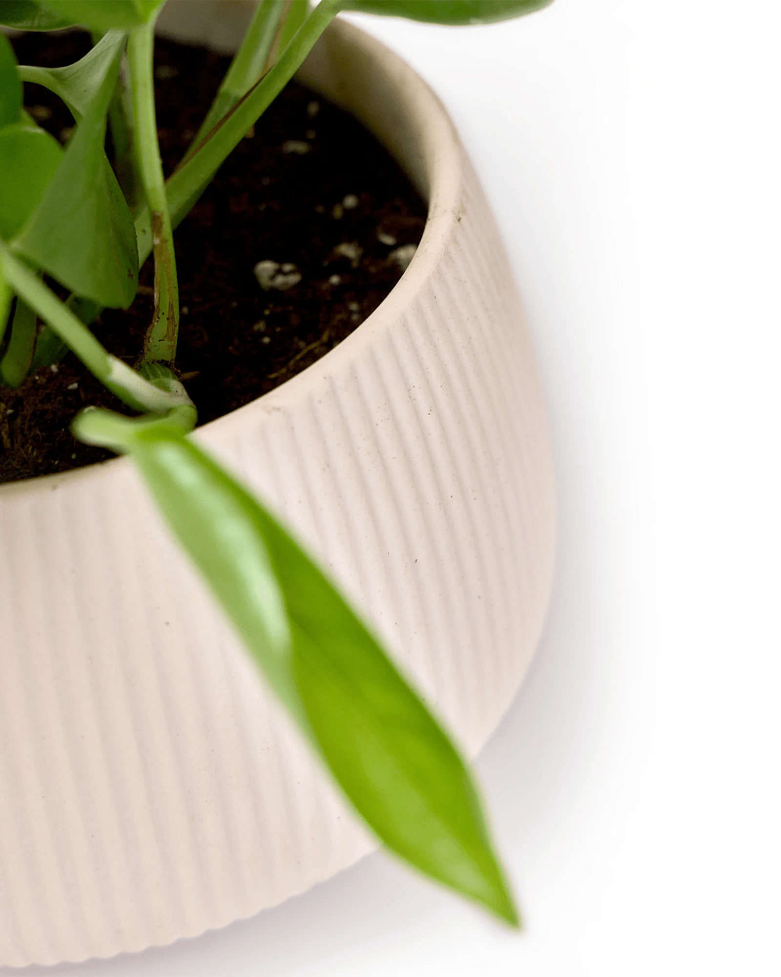 Close-up of the matte finish and ribbed texture on a Chive Lilo pink blush porcelain small planter.