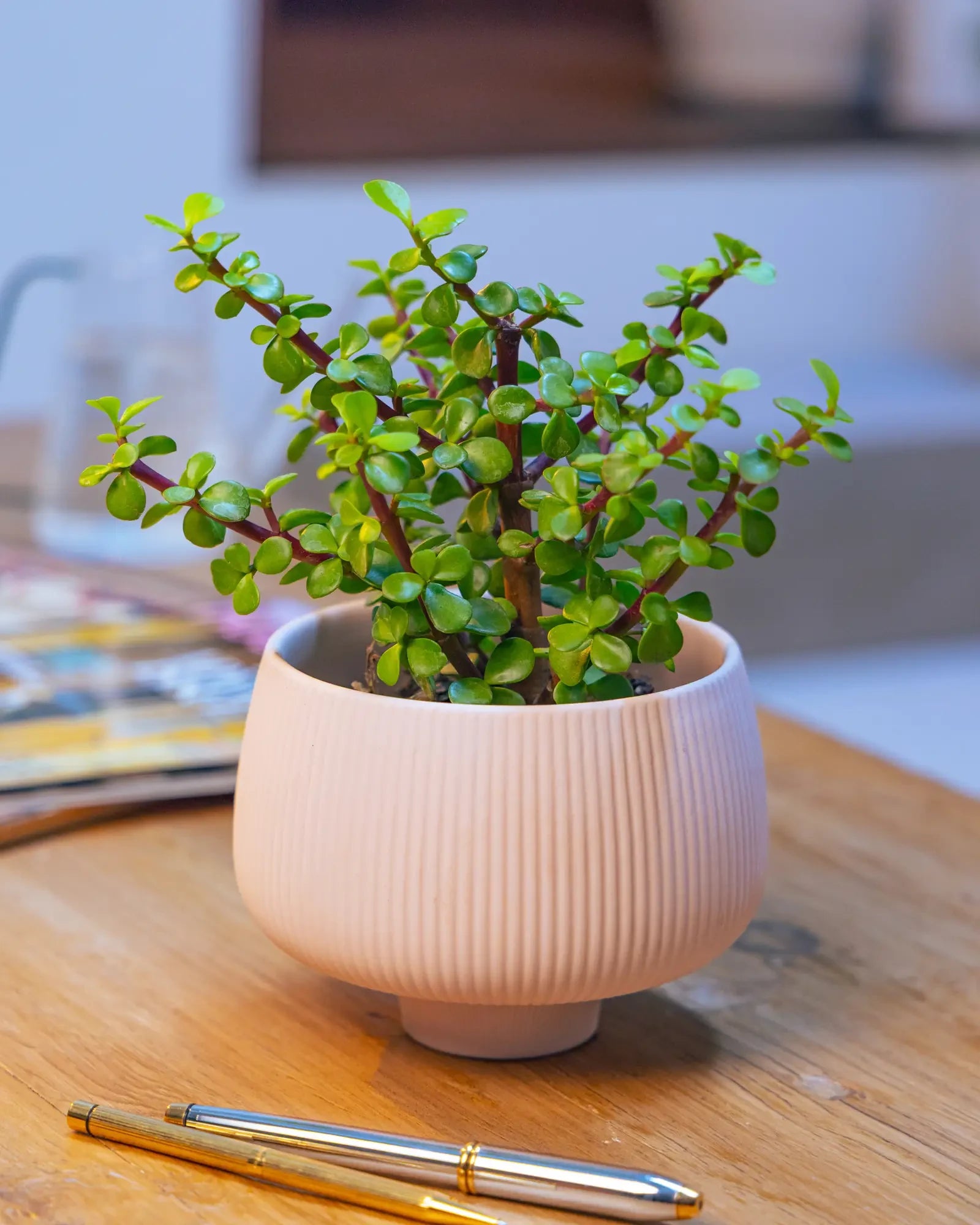 Chive Lilo pink blush textured porcelain small planter styled with a plant on a wood table in a bright room.