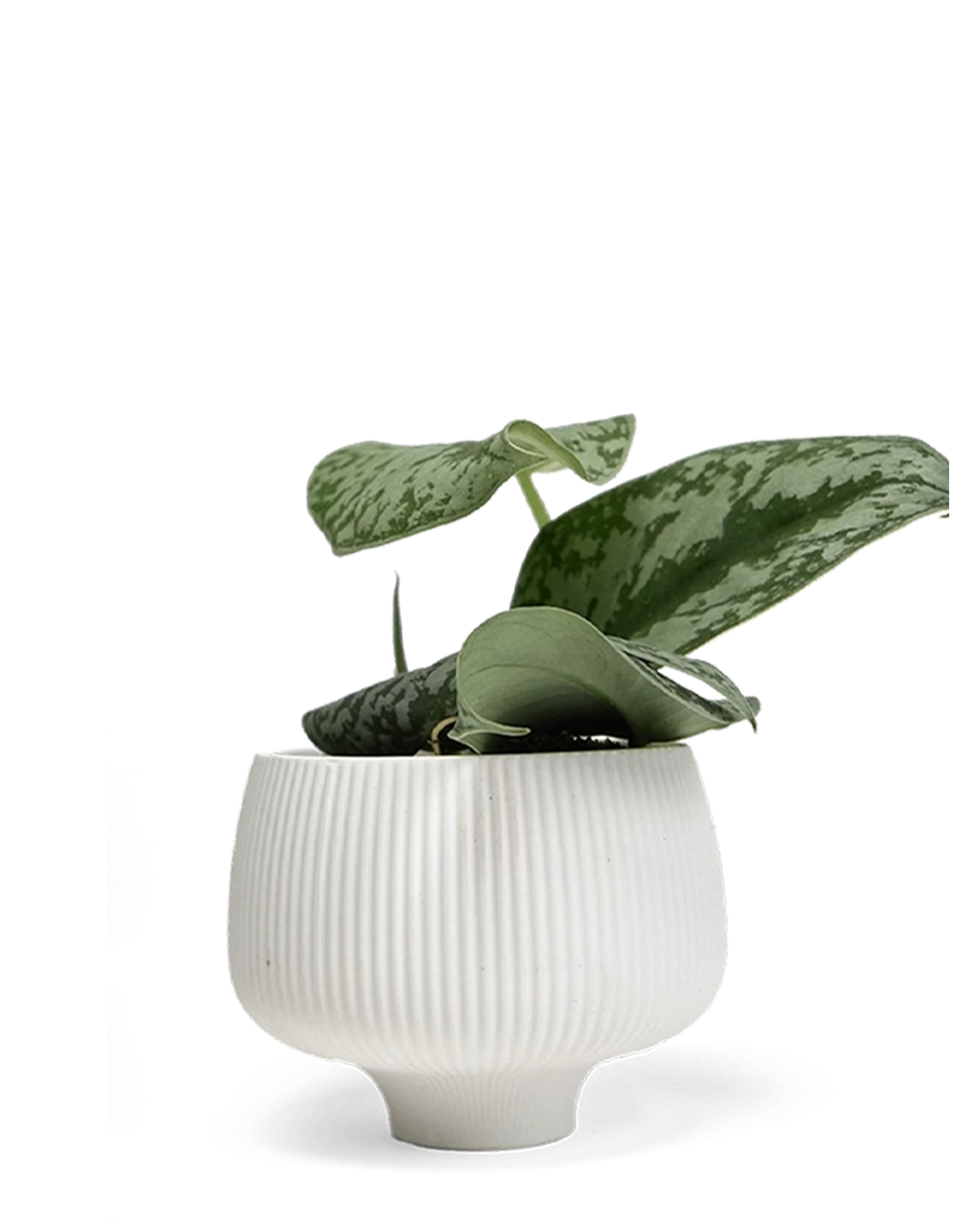 Chive Lilo white porcelain large planter styled with a plant.