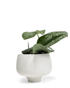 Chive Lilo white porcelain large planter styled with a plant.