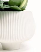 Close-up of the ribbed texture on a Chive Lilo white porcelain large plant pot.