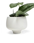 Chive Lilo white textured porcelain small planter styled with a plant.