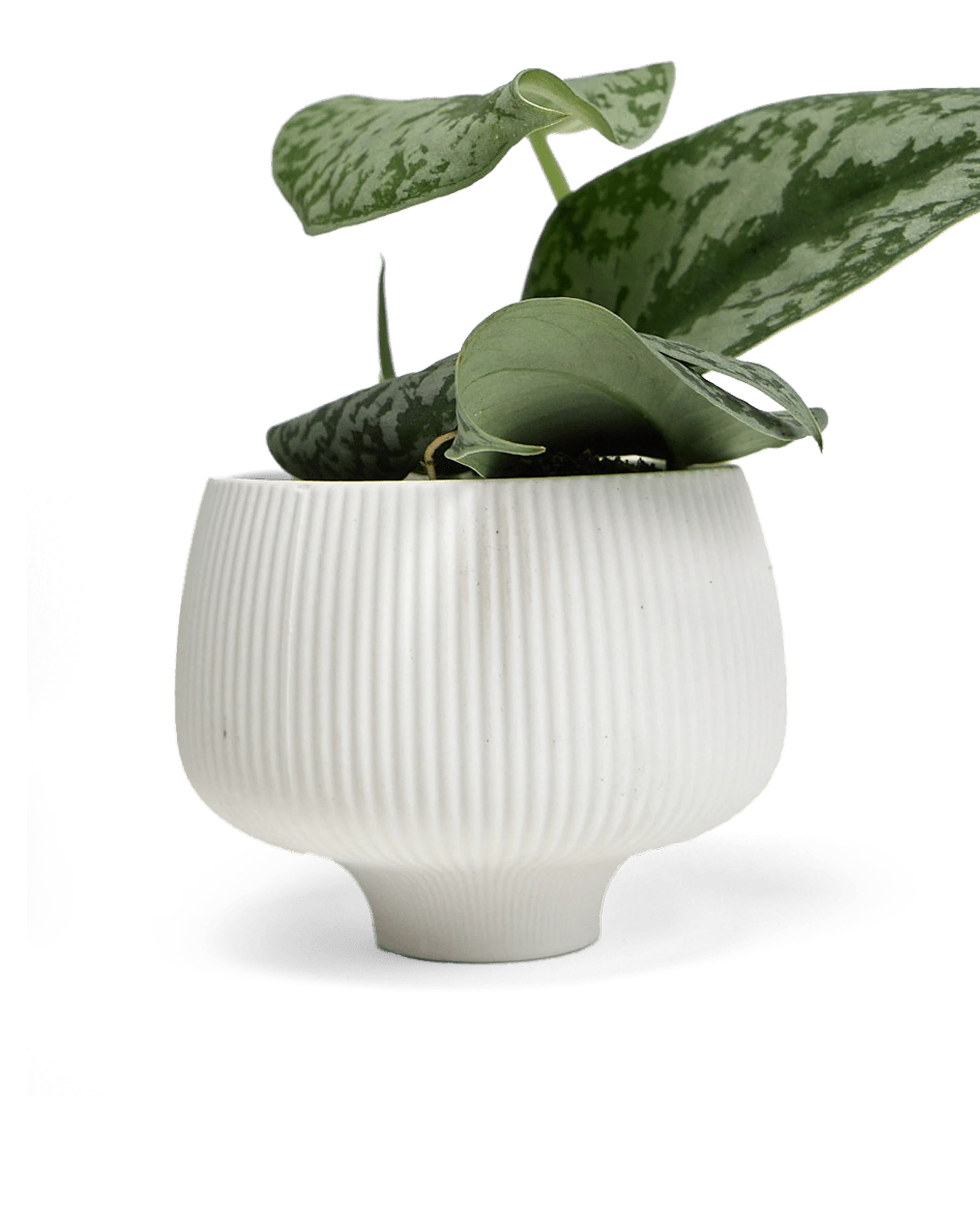 Lilo Minimalist Porcelain Planter - 4-Inch Cachepot | Chive