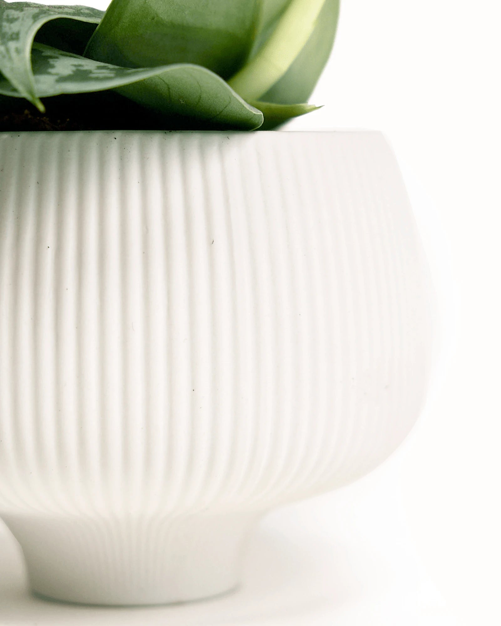 Close-up of the matte finish and ribbed texture on a Chive Lilo white porcelain small planter.