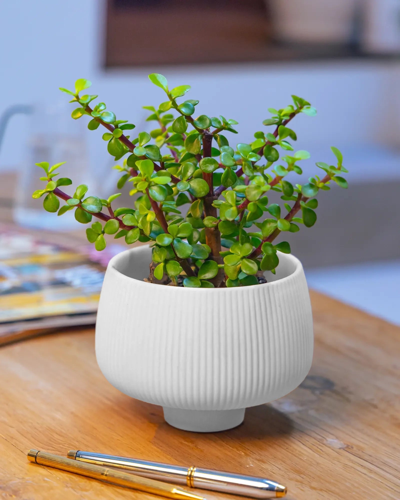 Chive Lilo white textured porcelain small planter styled with a plant on a wood table in a bright room.