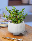 Chive Lilo white textured porcelain small planter styled with a plant on a wood table in a bright room.
