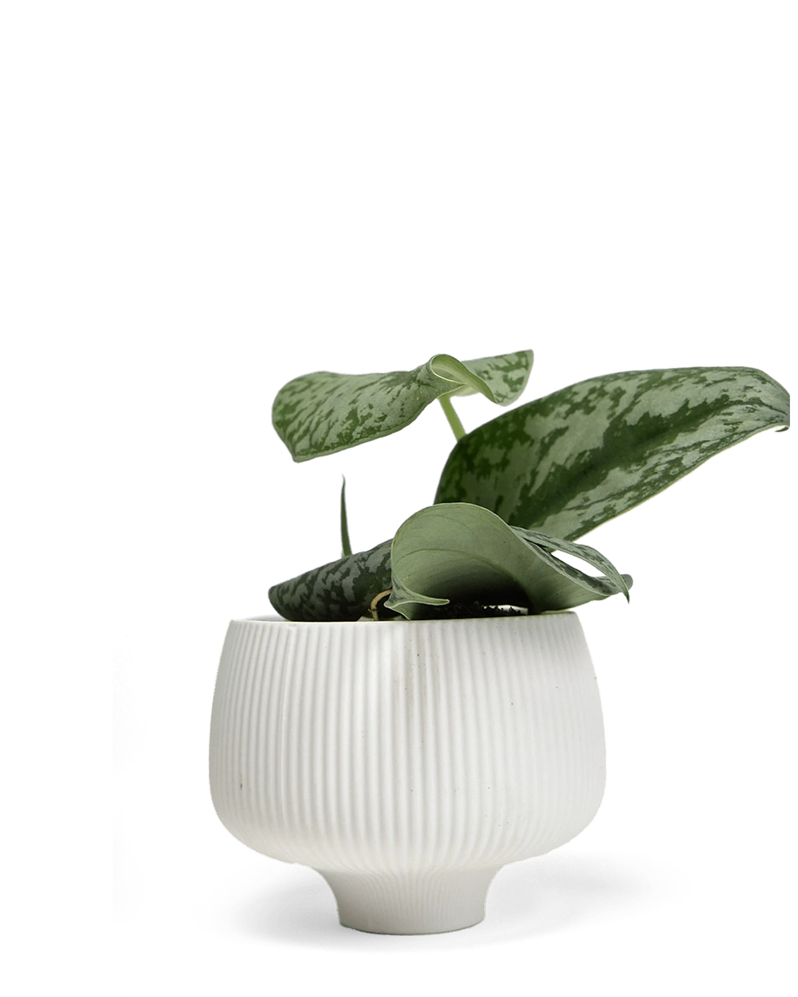 Chive Lilo white textured porcelain small planter styled with a plant.