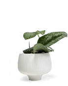 Chive Lilo white textured porcelain small planter styled with a plant.