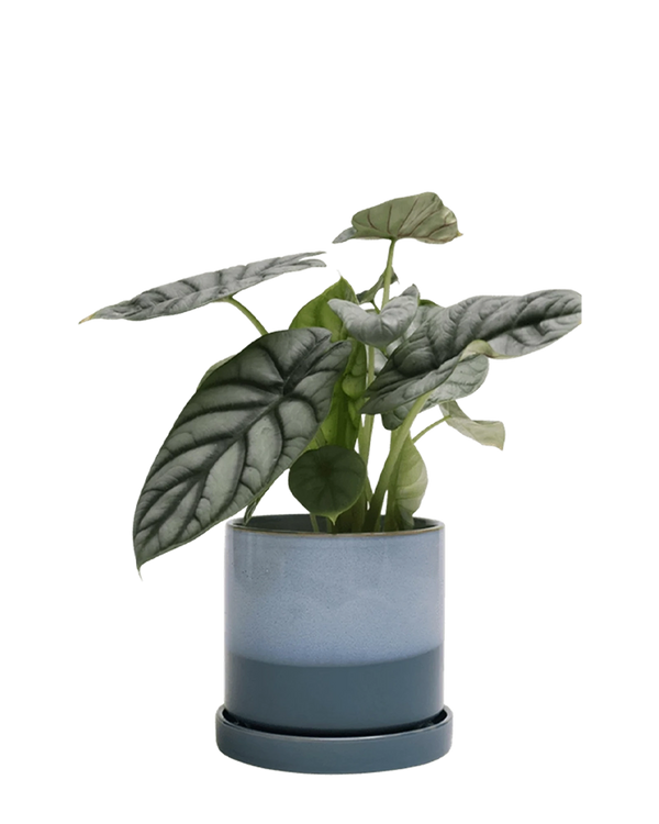 Minute Medium Ceramic Pot with Drainage Hole and Saucer, Blue Aqua