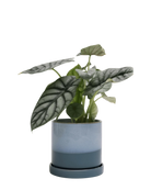 Chive Minute medium blue aqua ceramic pot with drainage and saucer styled with a plant.