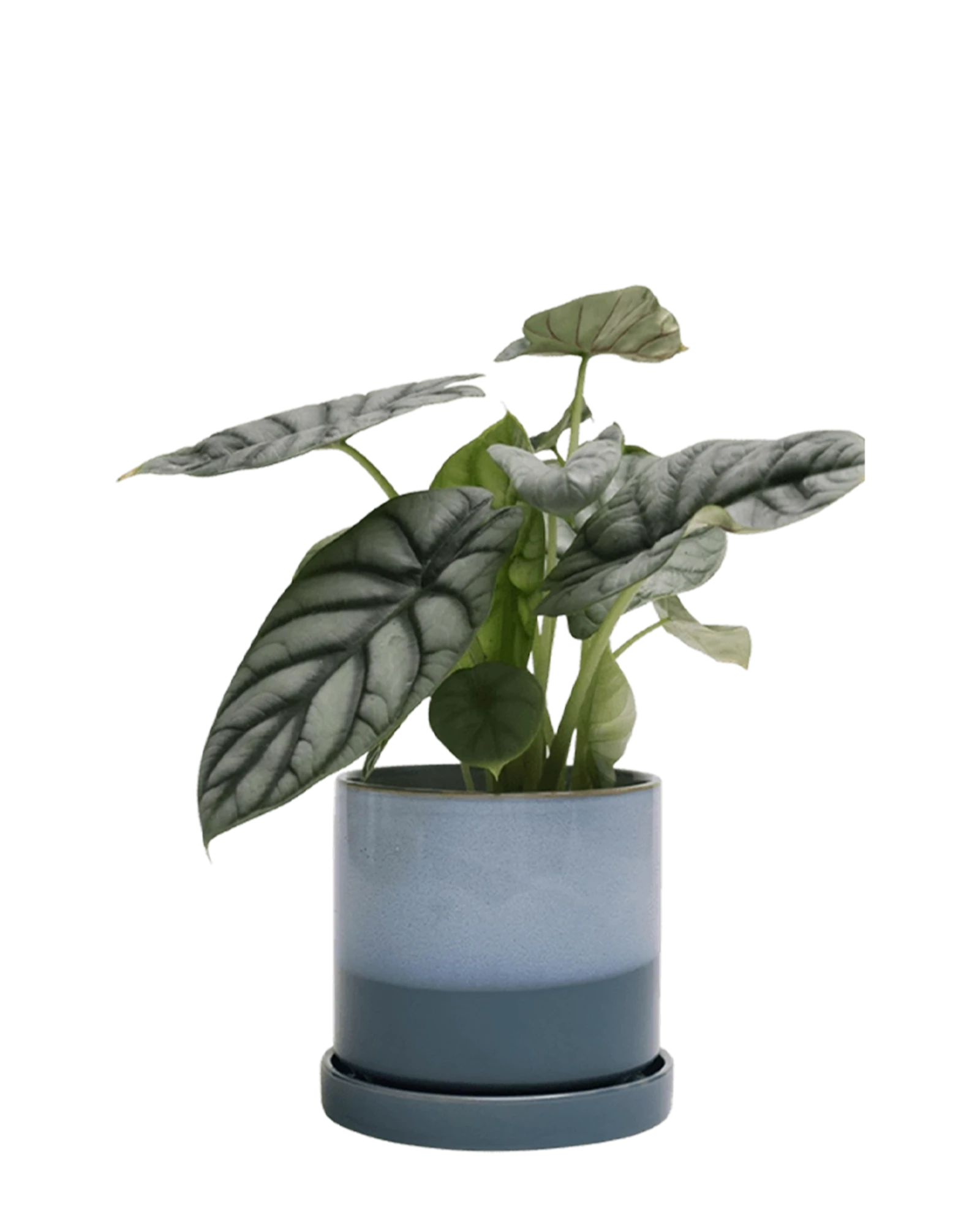 Chive Minute medium blue aqua ceramic pot with drainage and saucer styled with a plant.