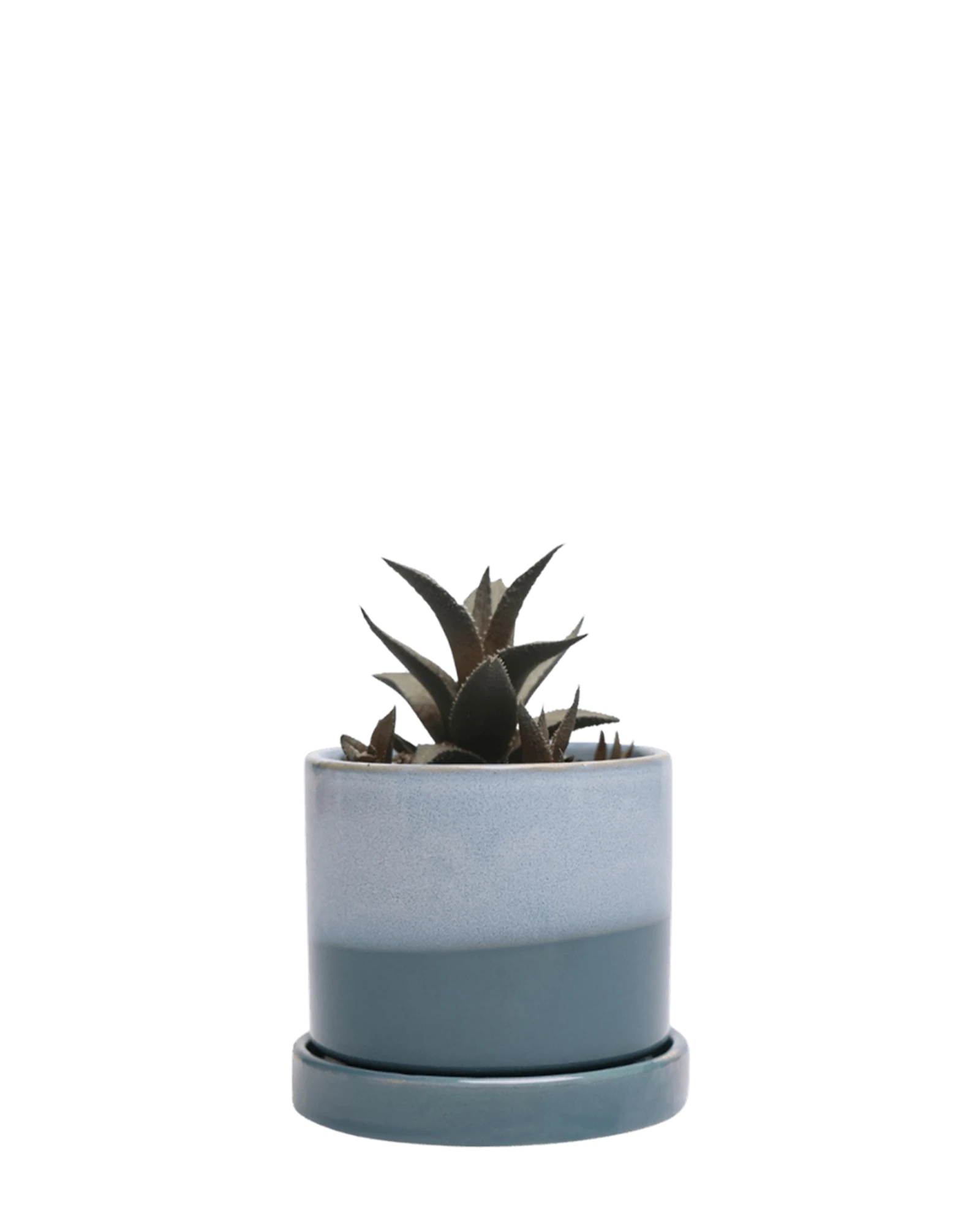 Chive Minute small blue aqua ceramic pot with drainage hole and detachable saucer styled with a succulent.