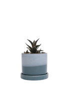 Chive Minute small blue aqua ceramic pot with drainage hole and detachable saucer styled with a succulent.