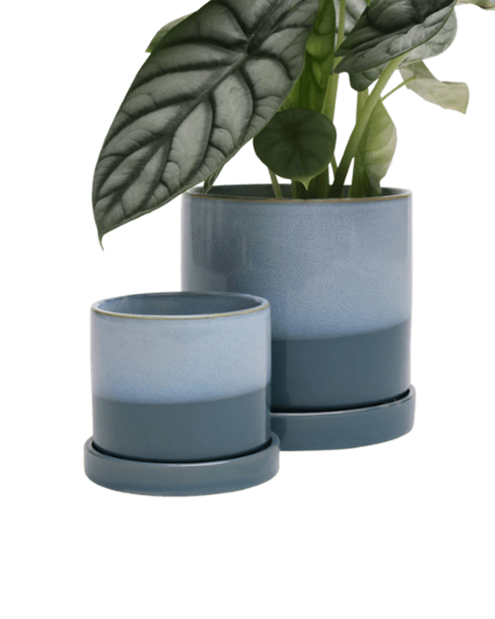 Two Chive Minute blue aqua ceramic pots with drainage and detachable saucers in size small and medium styled with a plant.