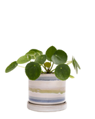 Chive Minute medium blue green layers ceramic pot with drainage and saucer styled with a plant.