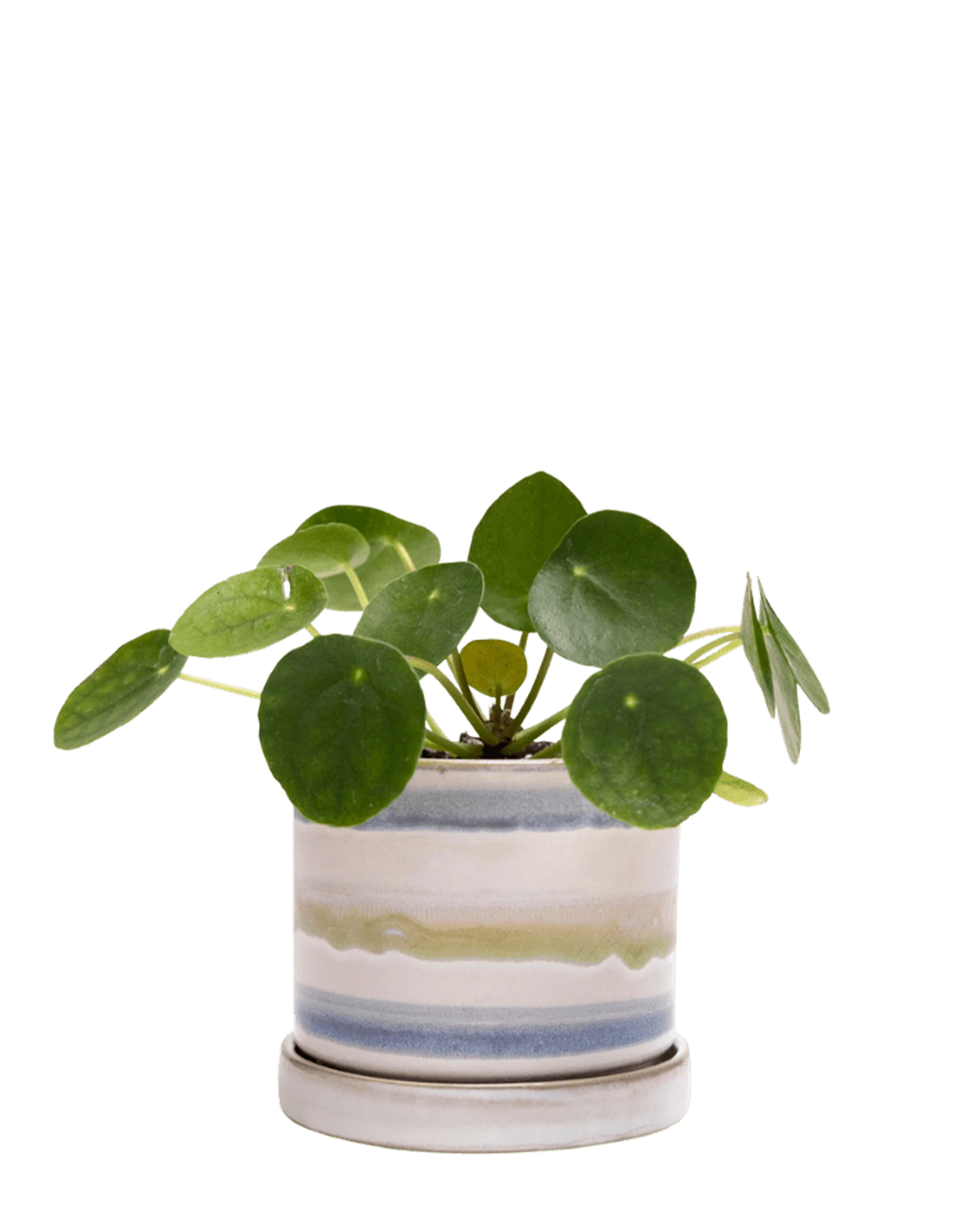 Chive Minute small blue green layers ceramic pot with drainage and saucer styled with a pilea peperomioides.