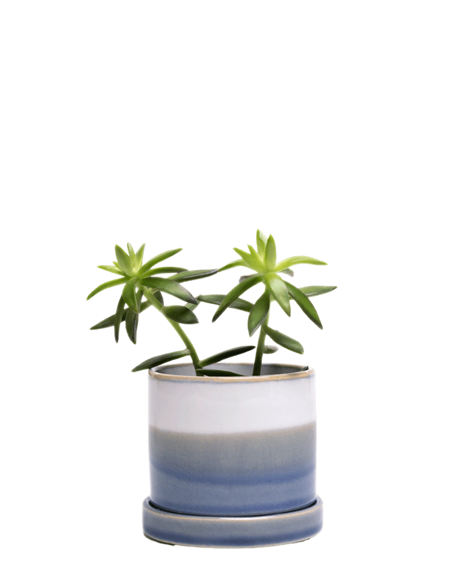 Chive Minute fully glazed large ceramic planter pot in color blue layers with drainage, styled with a plant.