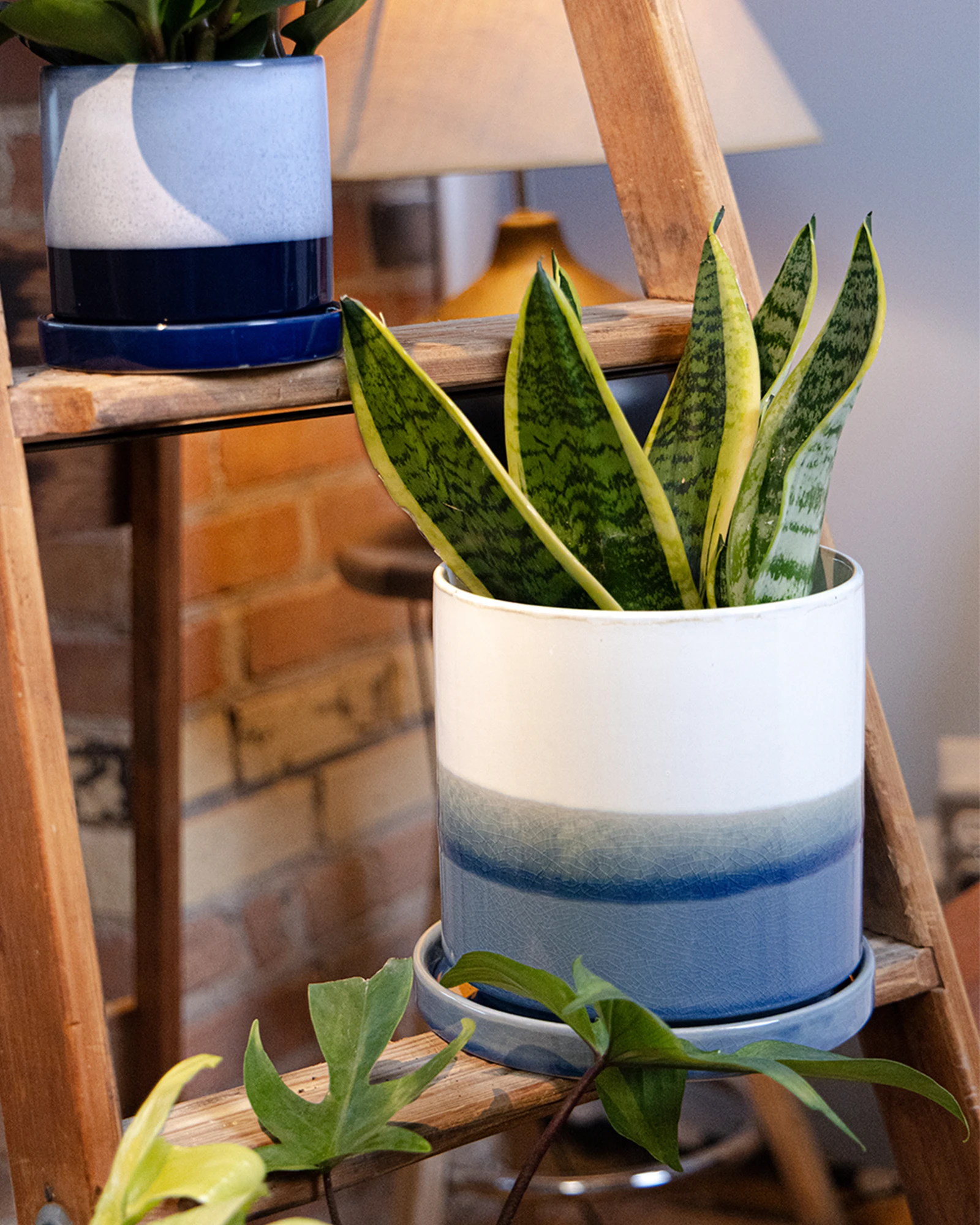 Chive Minute fully glazed large ceramic planter pot in color blue layers styled with a snake plant on a wood ladder indoor.