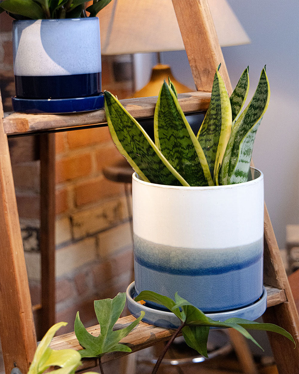 Chive Minute fully glazed large ceramic planter pot in color blue layers styled with a snake plant on a wood ladder indoor.