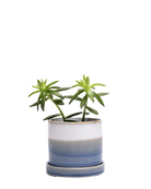 Chive Minute small blue layers ceramic pot with drainage hole and detachable saucer styled with a small plant.