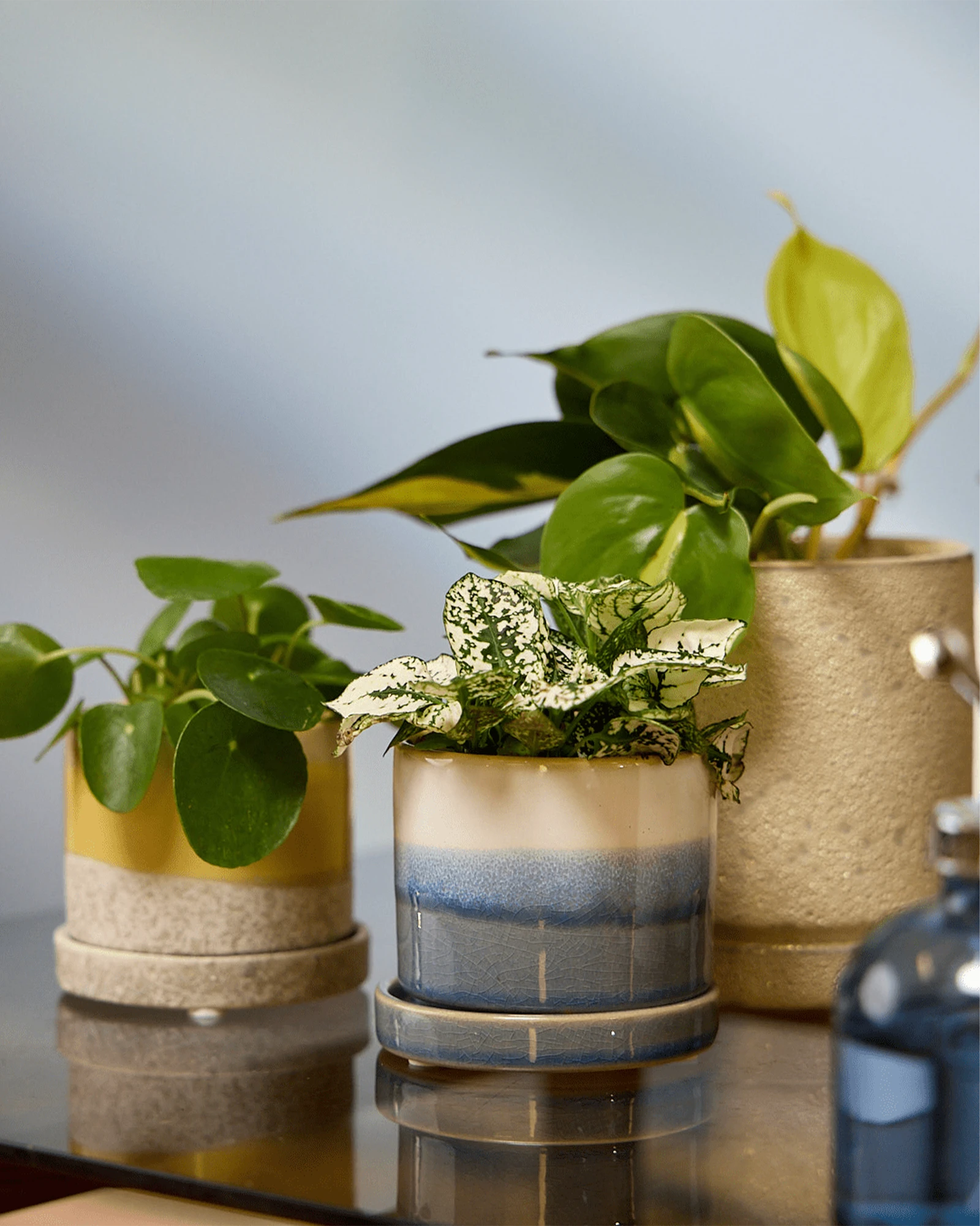 Three Chive Minute small ceramic pots in color blue layers, ivory speckles, and yellow styled with plants on a table indoor.