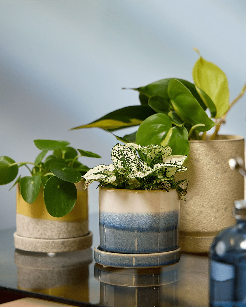 Three Chive Minute small ceramic pots in color blue layers, ivory speckles, and yellow styled with plants on a table indoor.