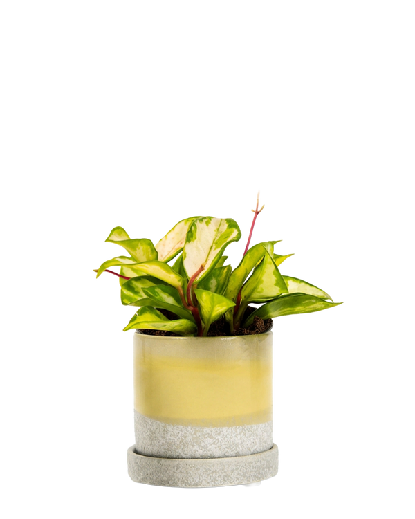 Minute Large Ceramic Pot with Drainage Hole and Saucer, Boombastic