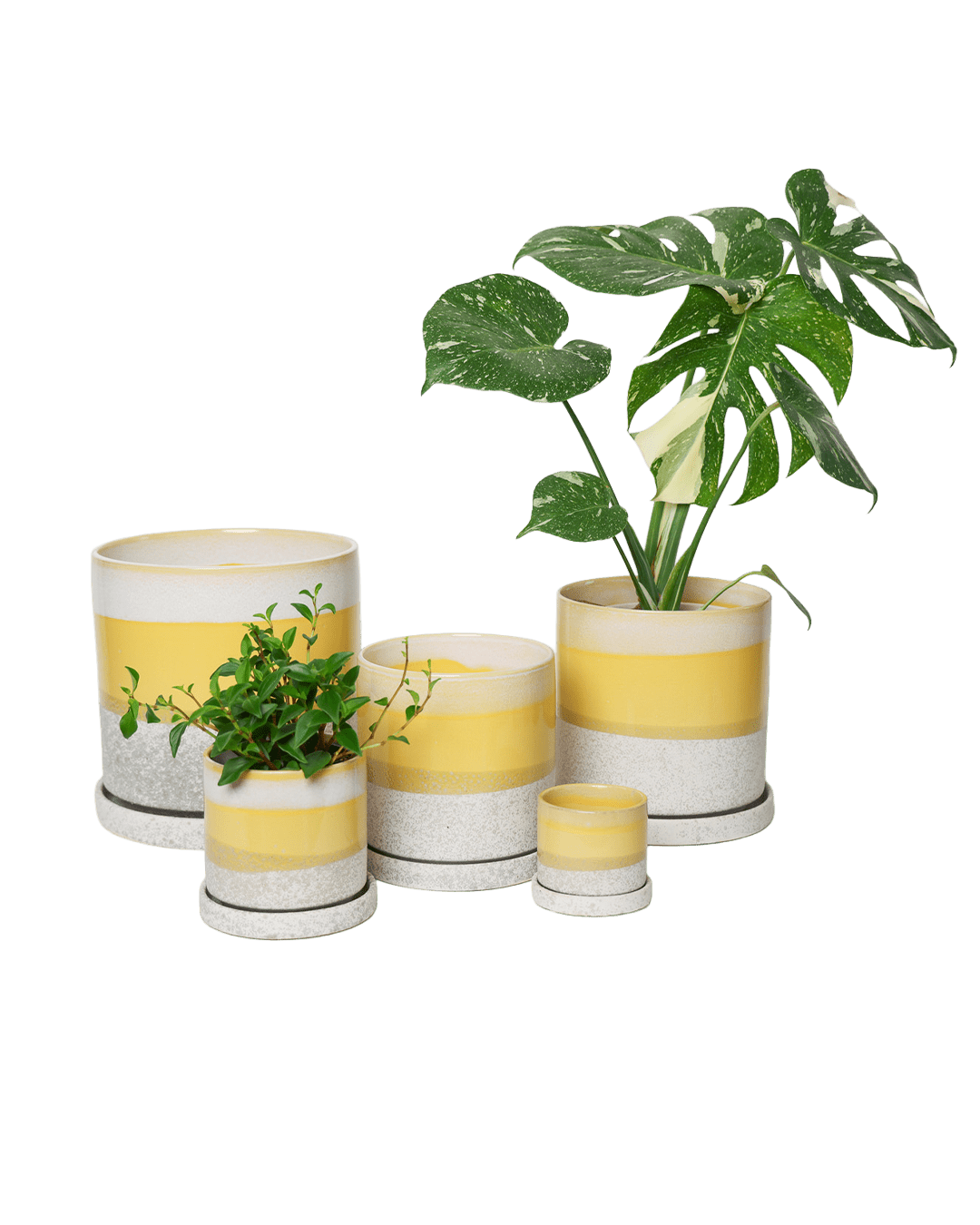Chive Minute boombastic yellow glazed ceramic planters in mini, small, medium, and large sizes.