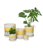 Chive Minute boombastic yellow glazed ceramic planters in mini, small, medium, and large sizes.